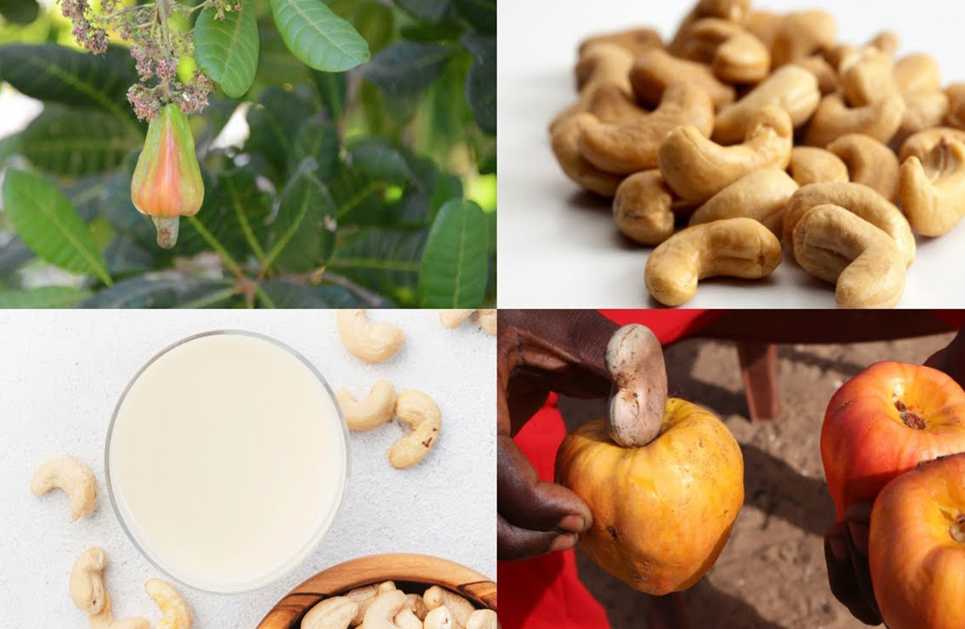 Transformation de cajou